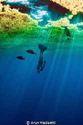 Some day we're all gonna dive. Under the sargassum by Arun Madisetti 